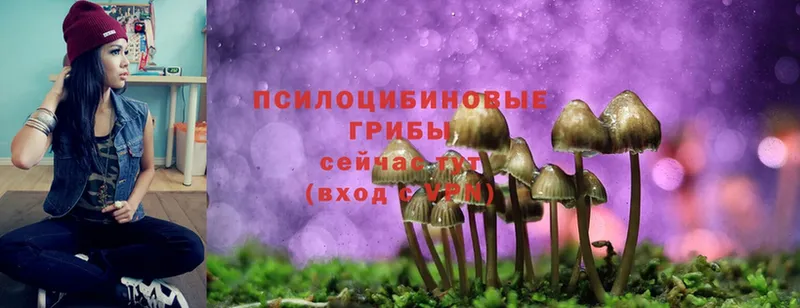 Псилоцибиновые грибы Magic Shrooms  Андреаполь 